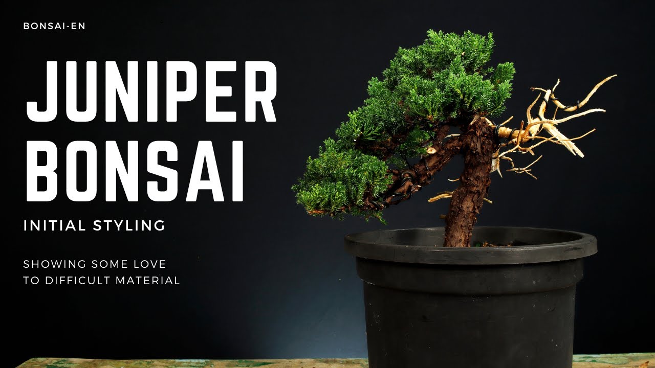 Styling A Juniper Bonsai