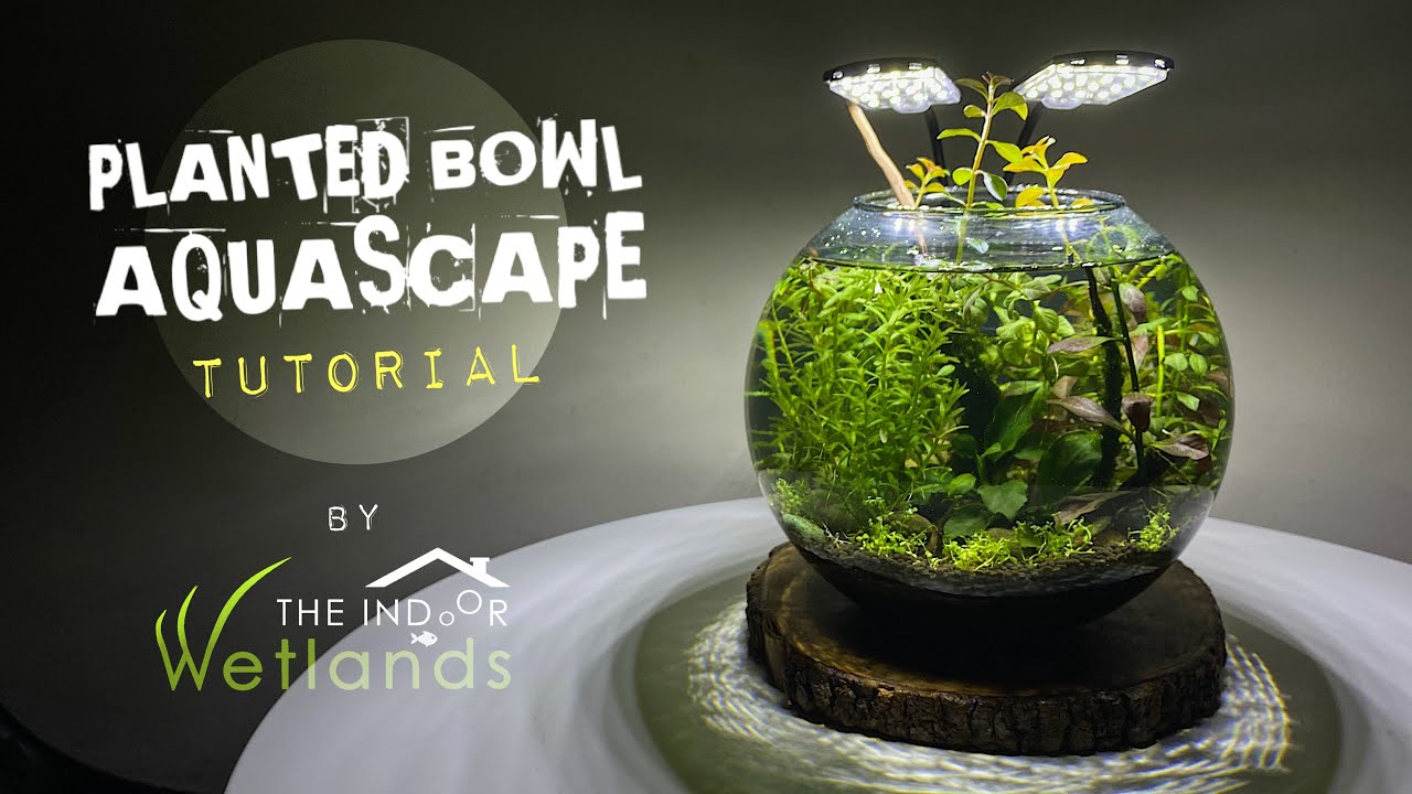 SUCCESSFUL Planted Fish Bowl Aquascape Experiment (NO FILTER, NO CO2 but CRAZY GROWTH!)