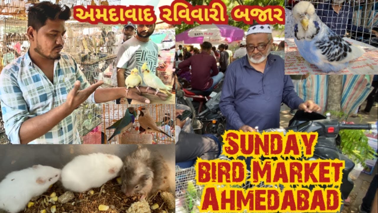 Sunday Bird market Ahmedabad full video # Ravi Vari Bazar Bird market Ahmedabad # Bird market India