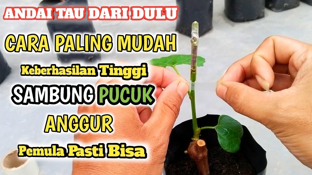 Andai Tau Dari Dulu❓Cara Sambung Pucuk Anggur Ini Sangat Mudah Bagi Pemula !!!!