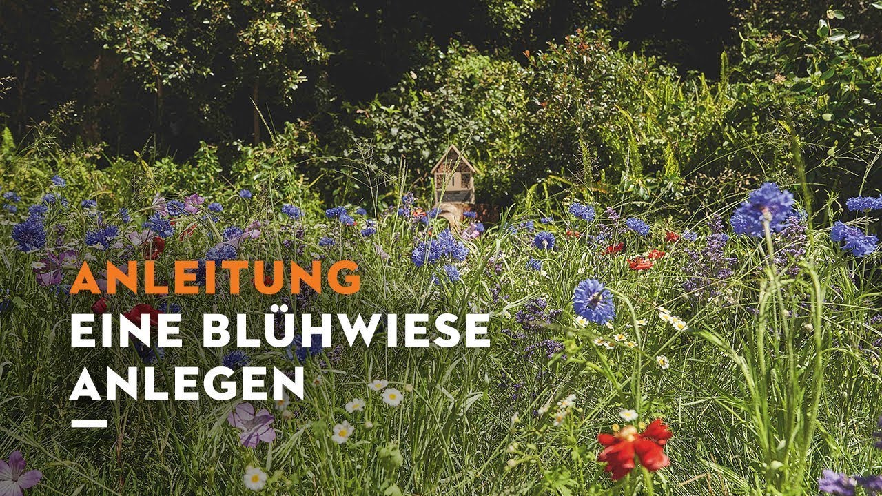 STIHL Anleitung: Blumenwiese anlegen