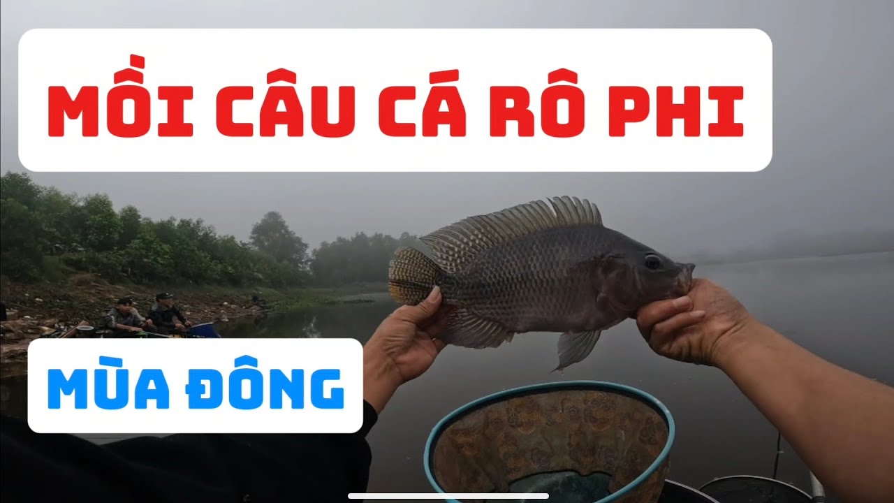 Mồi câu cá rô phi mùa đông đơn giản hiệu quả 