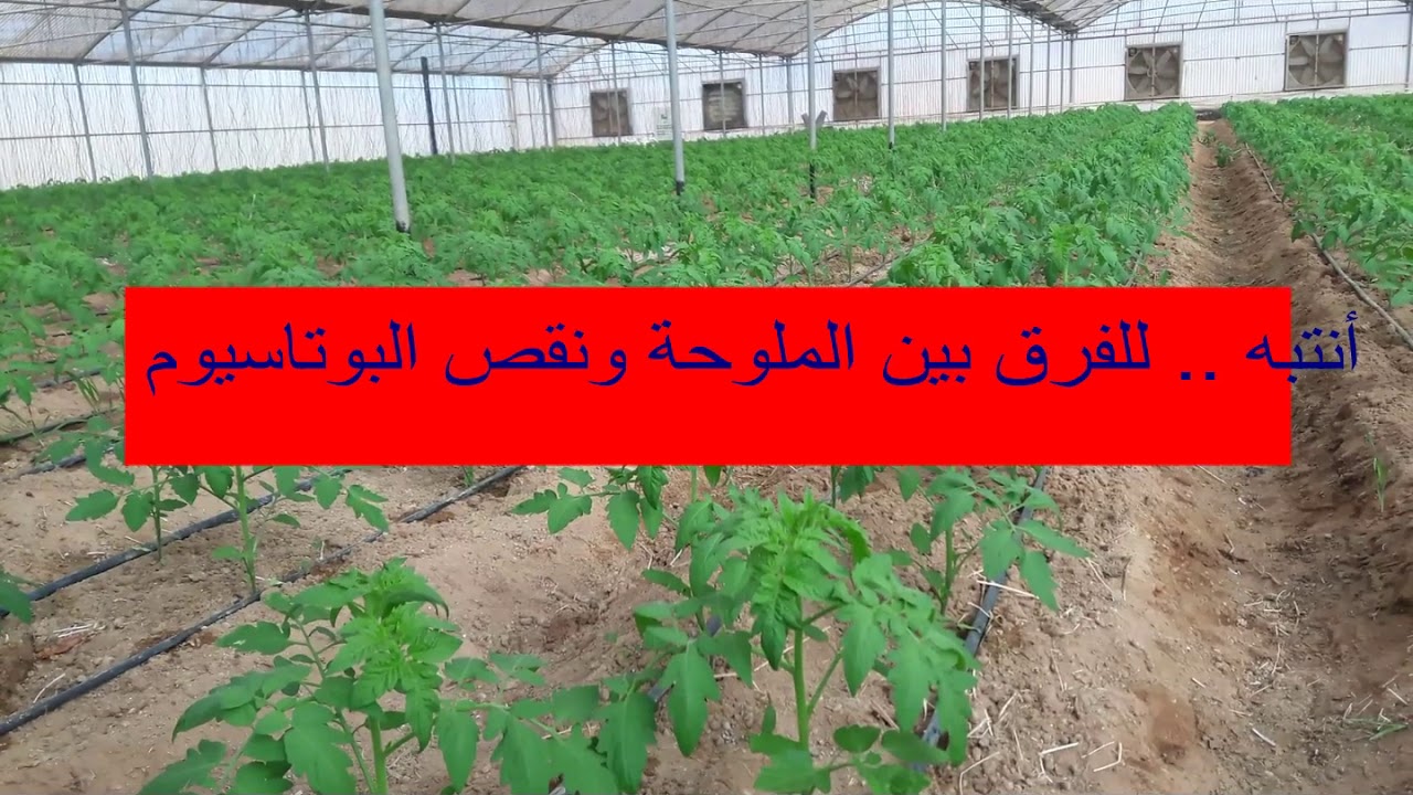 عنصر البوتاسيوم . أهميته مصادره نقصه أحتياجاته .....