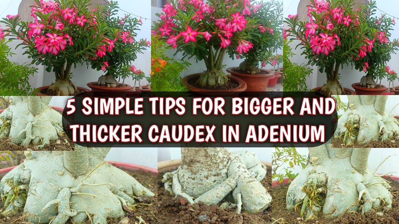 5 SIMPLE TIPS FOR BIGGER AND THICKER CAUDEX IN ADENIUM | HOW TO GET BIG CAUDEX IN ADENIUM 😍🌸
