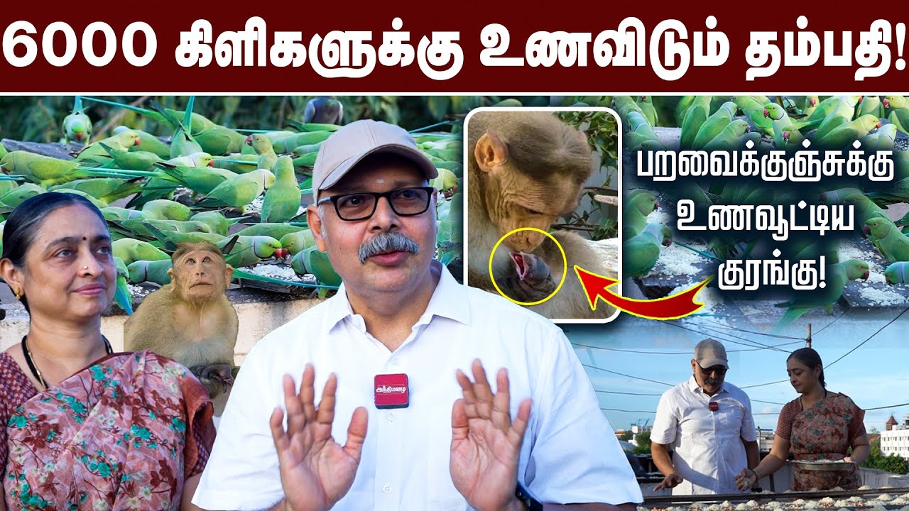 6000 கிளிகளுக்கு உணவிடும் தம்பதி! | Parrot Sudharsan | #parrot #Chennaibirds