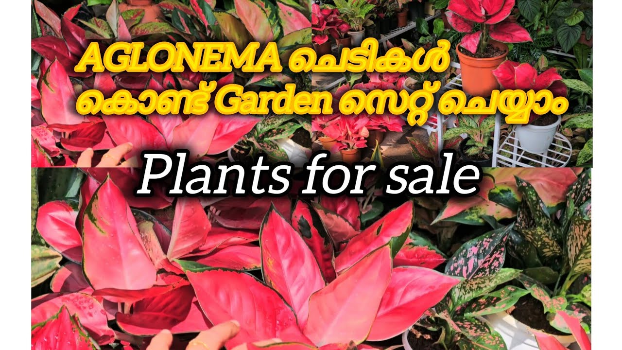 Aglonema for Sale. Whatsapp 8089506805