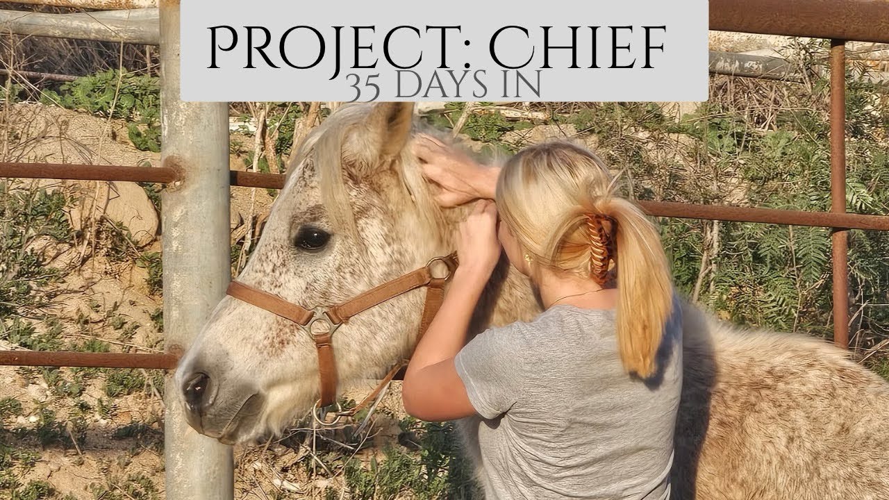 35 Days With Chief || Horse Training