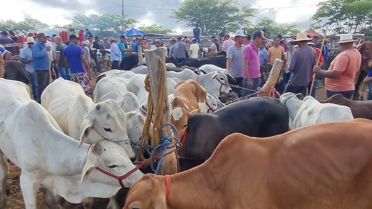 Feira de gado em cachoeirinha-Pe 12-03-2026 gado extra
