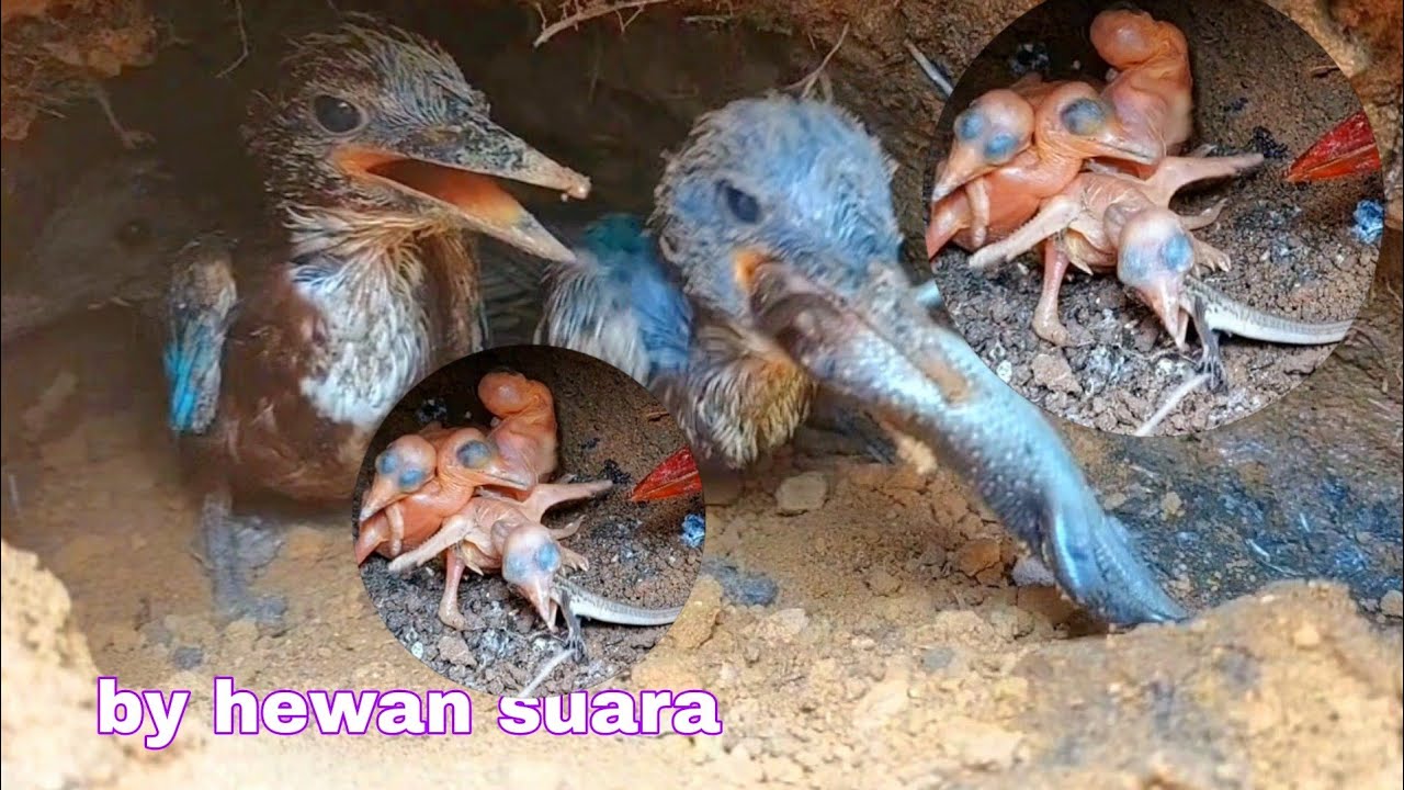 RANTAI MAKANAN ANAK BURUNG TENGKEK DARI LAHIR HINGGA TERBANG