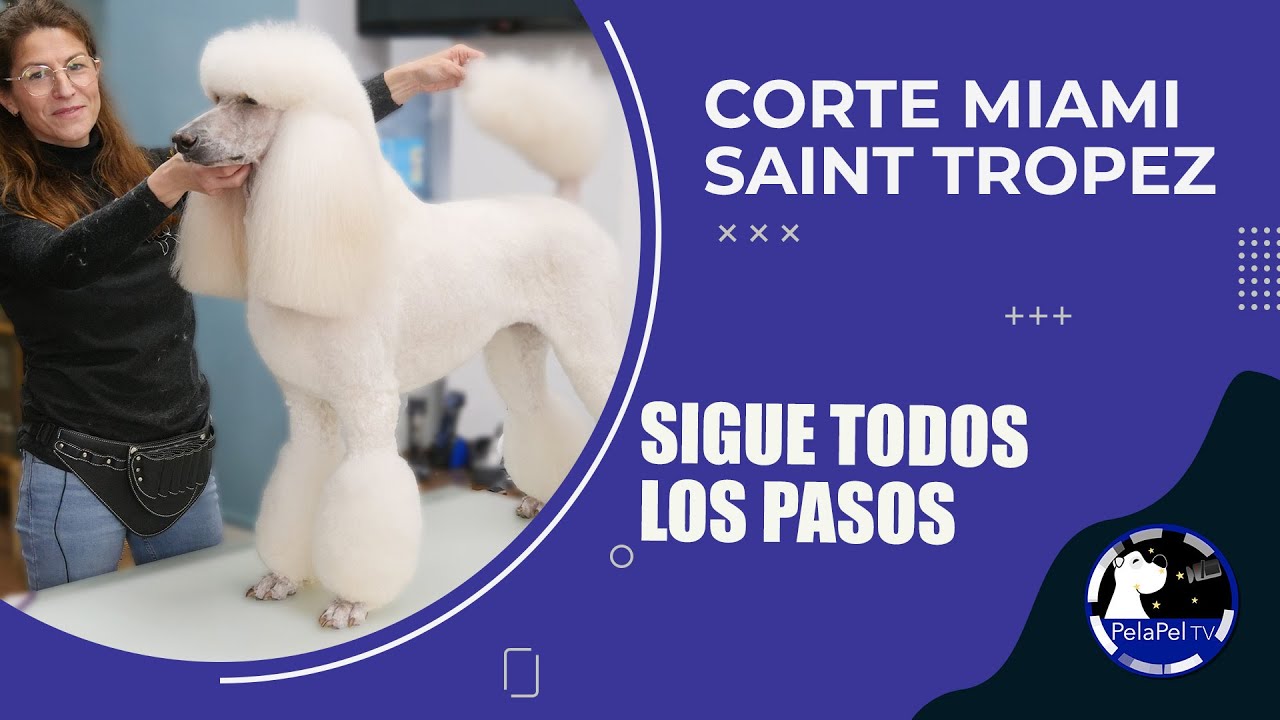 PELUQUERÍA CANINA caniche blanco, corte Miami/St Tropez corte de verano caniche, ESTER CATALAN SAMIS