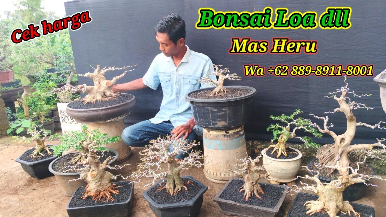 Cek harga bonsai Loa dll koleksi Mas Heru Wa +62 889-8911-8001