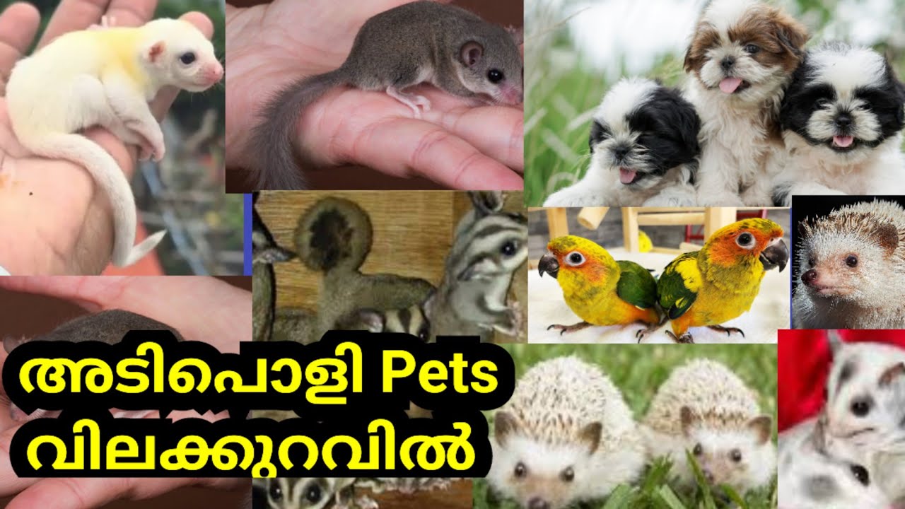 അടിപൊളി pets വിലക്കുറവിൽ 🔥Cat❤SHIHTZU ❤conure😍sugar gliders 😍Hedgehog😍micro squirrels❤Pets sale d4❤