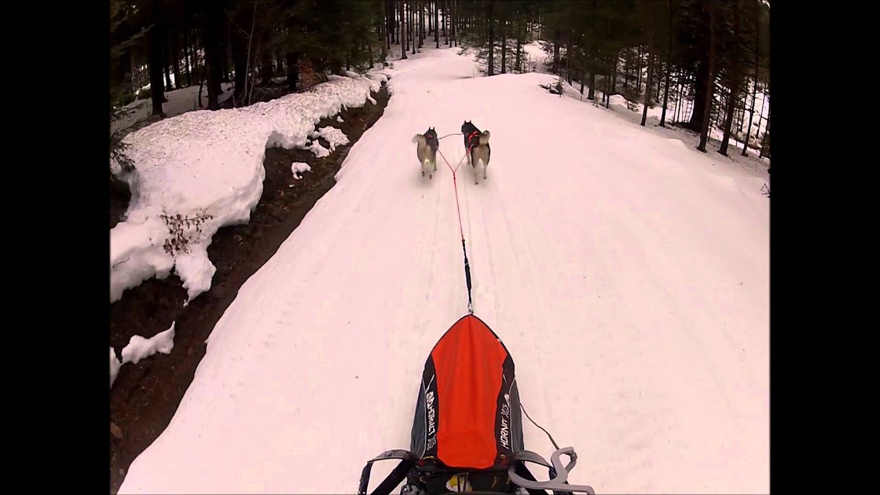 Unser Lauf in Todtmoos am Schlittenhunderennen