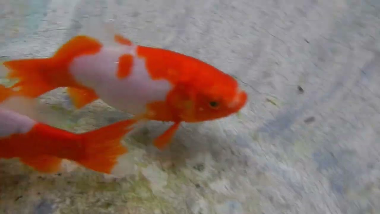 在小型蓮花池的水中觀看錦鯉 Watching koi fish in a small lotus pond ;2-2026