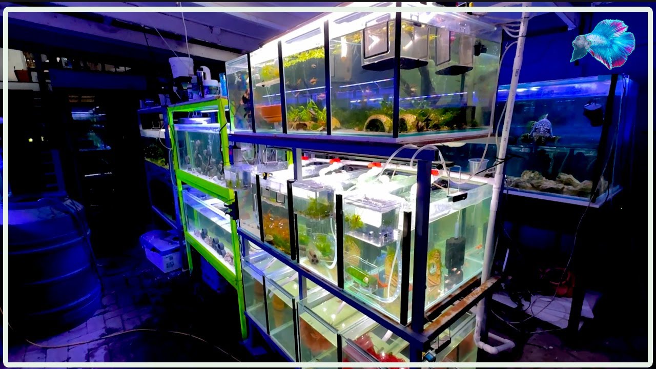 AUTOMATIC EGG COLLECTION : FISH ROOM FUN