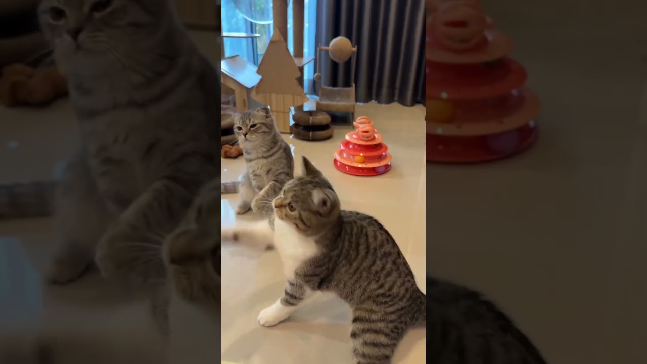 Одиночки😂🥰 