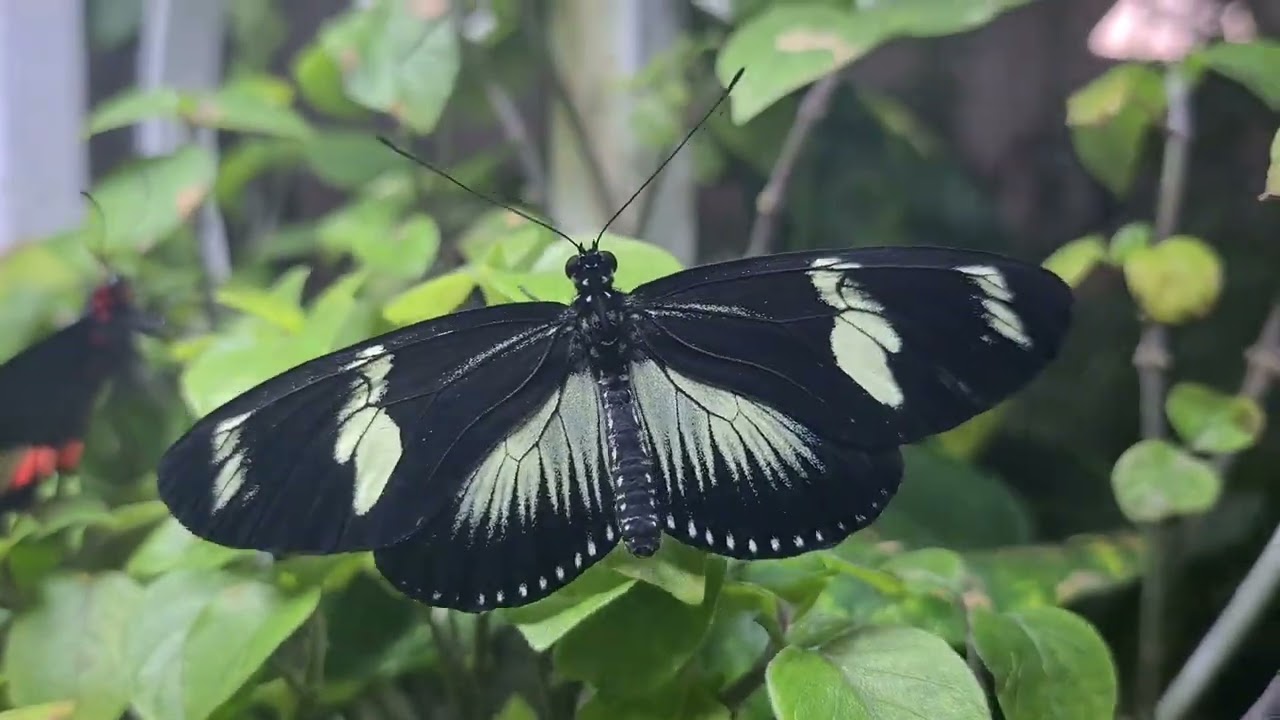 Heliconius Doris
