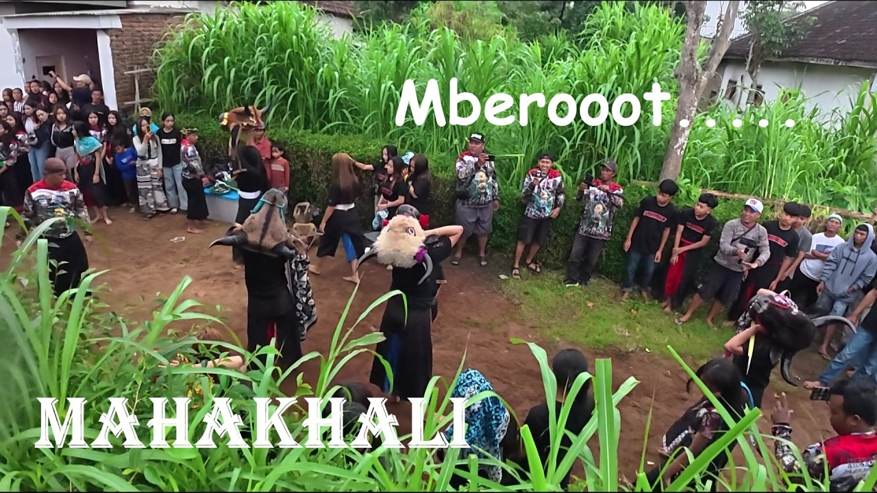 OTW mberot bareng bantengan Mahakhali full kalapan