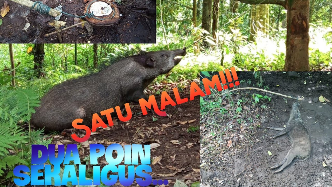 Jerat Babi Hutan Model Terbaru...!!! Dapat Dua Poin Sekaligus..!!! Rekomendasi Untuk Pemula