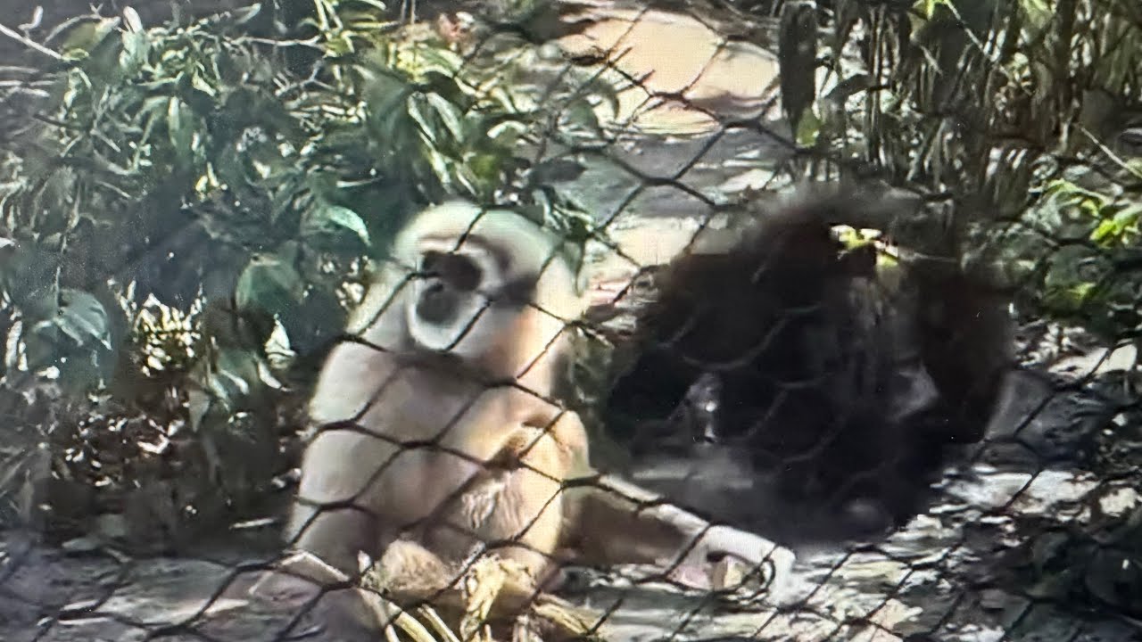 Santa Ana Zoo North End New Habitats Primates & Plants!