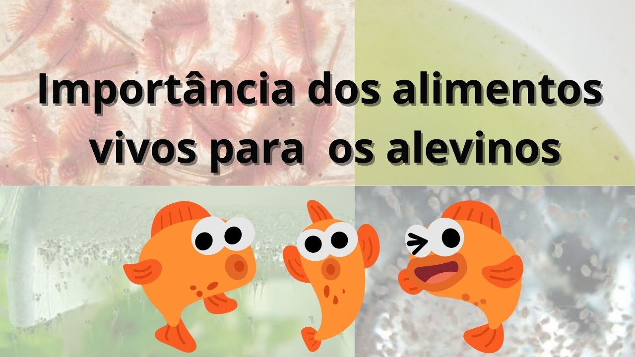 Importância dos alimentos vivos para os alevinos