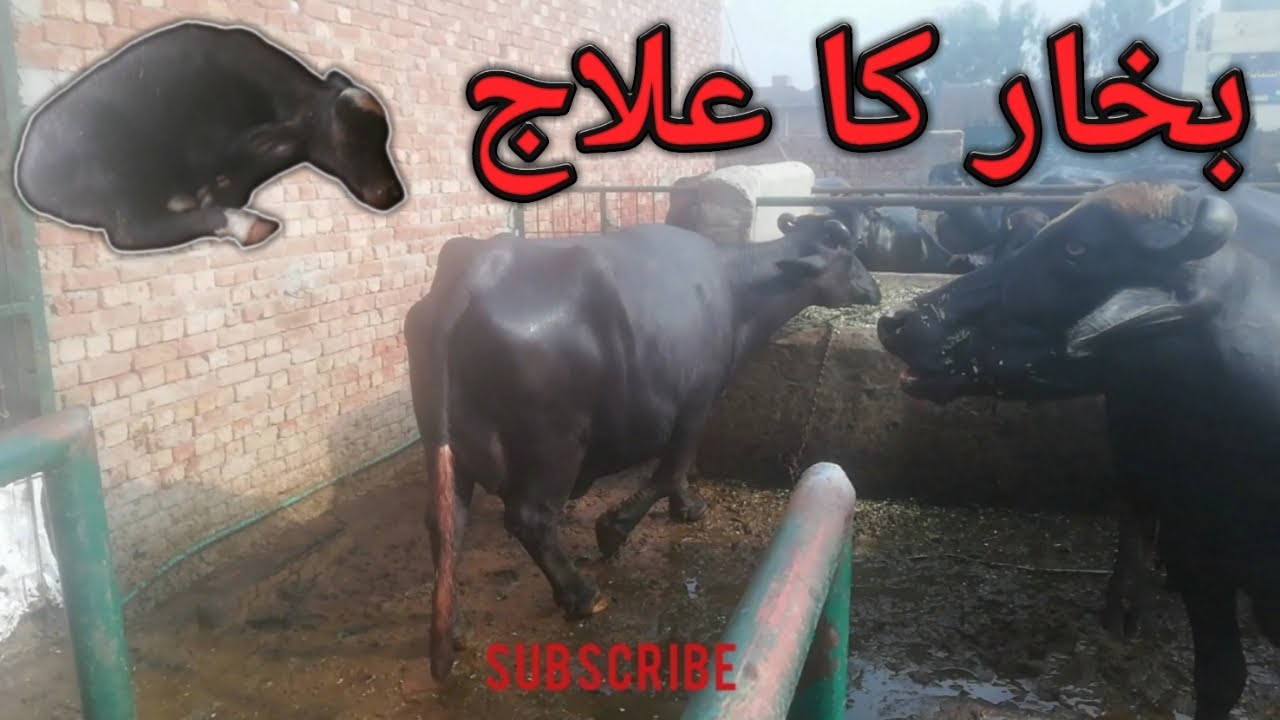 Buffalo Dairy farm | Buffalo fever treatment | how to measure Buffalo fever | Buffalo lovers