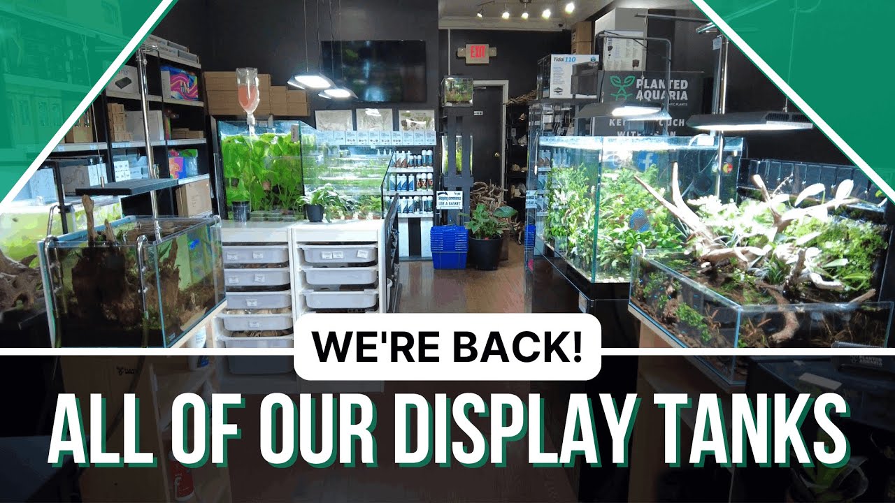 Tour of ALL our Display Aquascape Tanks!
