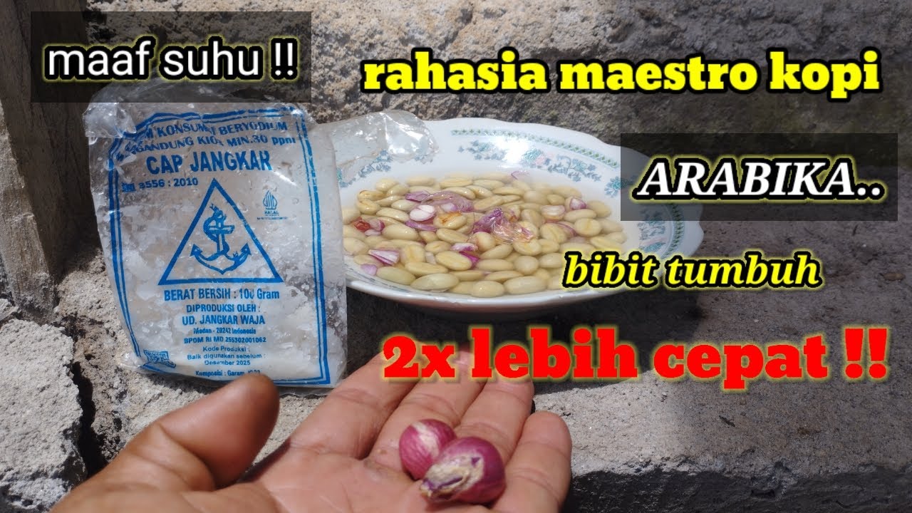 Bongkar||dijamin pakai cara ini benih kopi yang susah tumbuh akan tumbuh lebih cepat