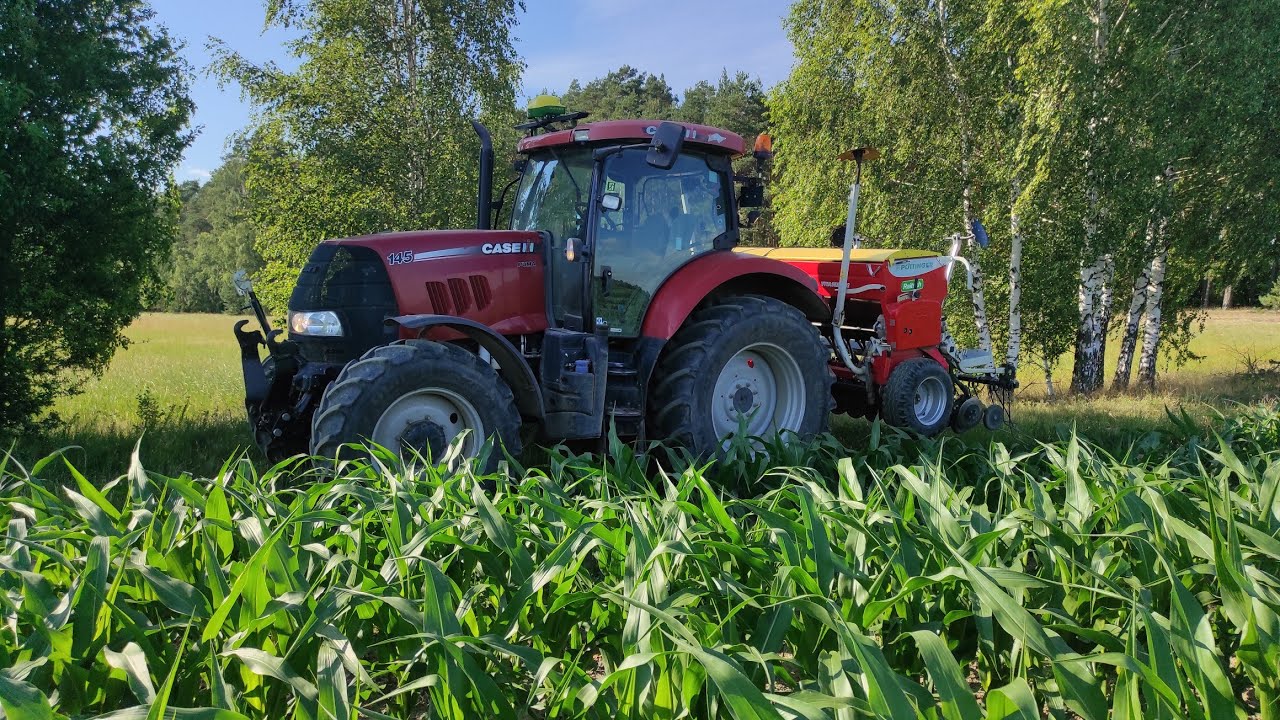 Siewy kukurydzy zwykłym siewnikiem w czerwcu! Czy odmiany o niskim FAO mają sens? Sytuacja u świń 🐷