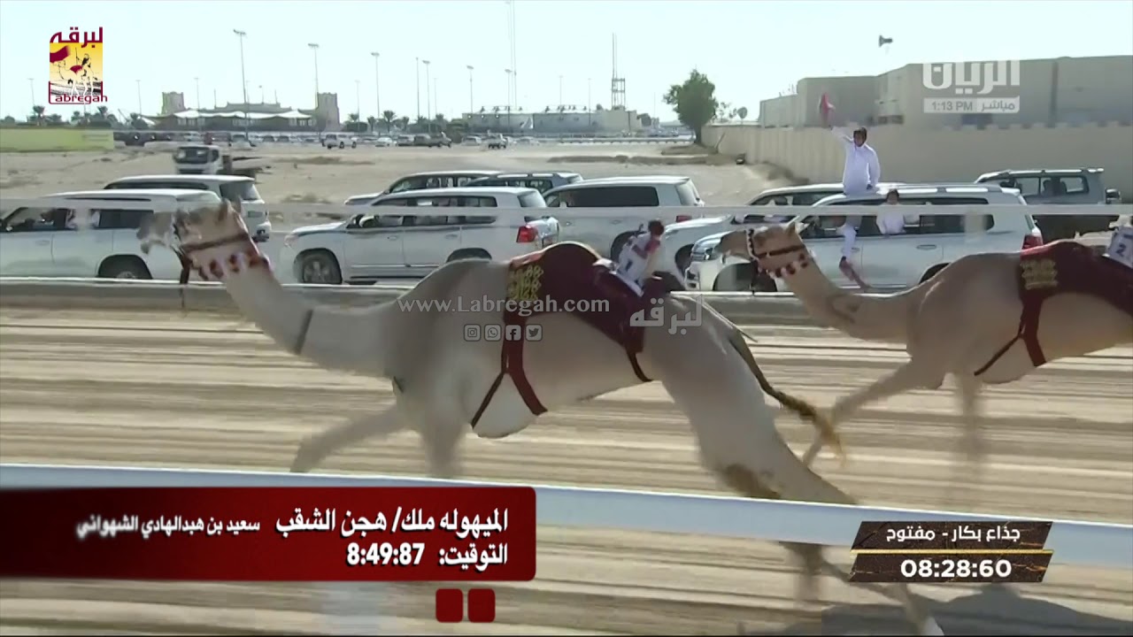 ملخص أشواط الرموز الذهبية بمهرجان المؤسس من سن الحقايق حتى الحيل والزمول موسم ٢٠١٩