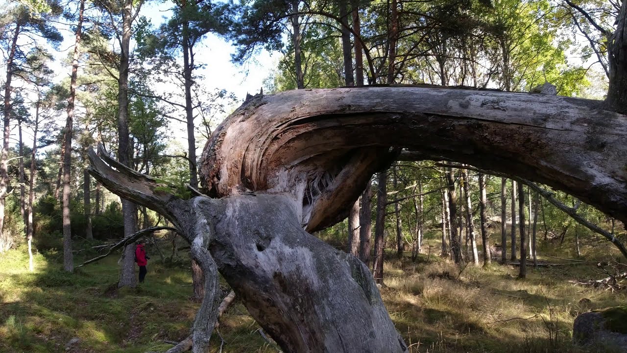 Porkkala - Pampskatan
