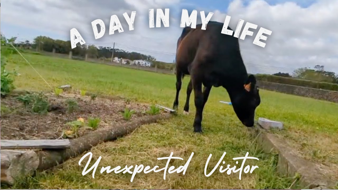 Moving to Portugal - Our unexpected Visitor