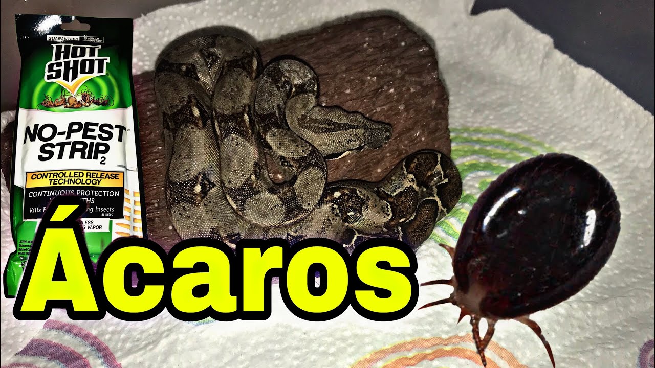 Ácaros en Boa Constrictor parte 2