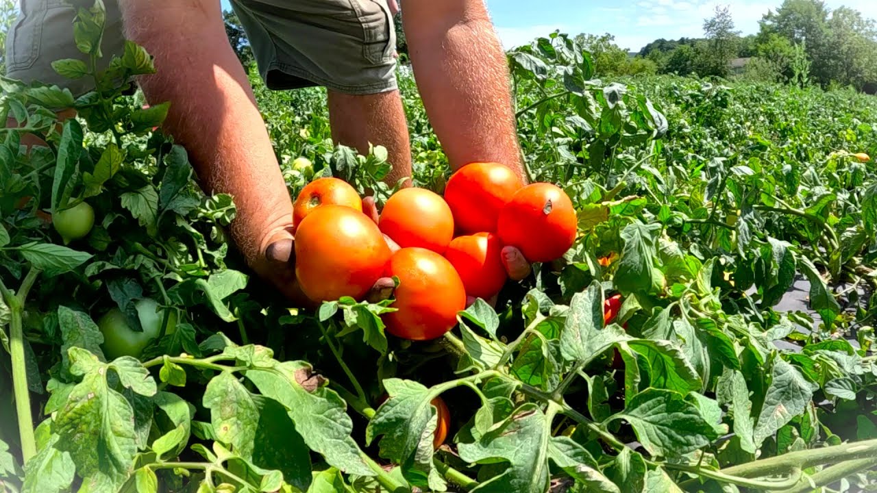 The year of the TOMATO HARVEST