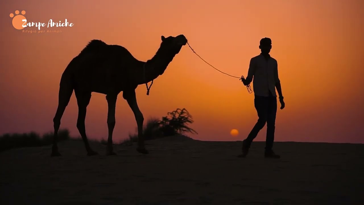 Cammello Il Simbolo del Deserto che Sfida la Natura - Scopri i suoi Segreti Straordinari!