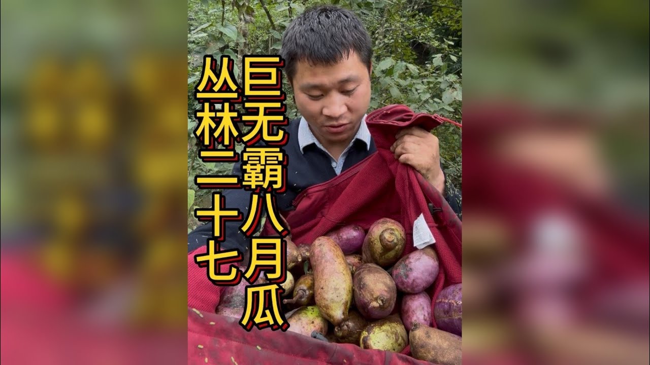 丛林求生二十七 这个小伙在山上挖了两根铁棍山药，还收获了几十斤巨无霸八月瓜，快来看看发生了什么吧！