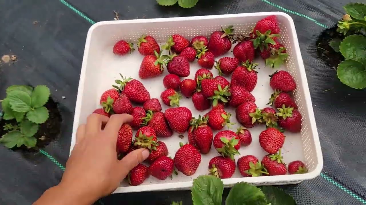 СБОР КЛУБНИКИ, ЗЕЛЕНОЙ ФАСОЛЫ, МИНИ-БРОККОЛИ