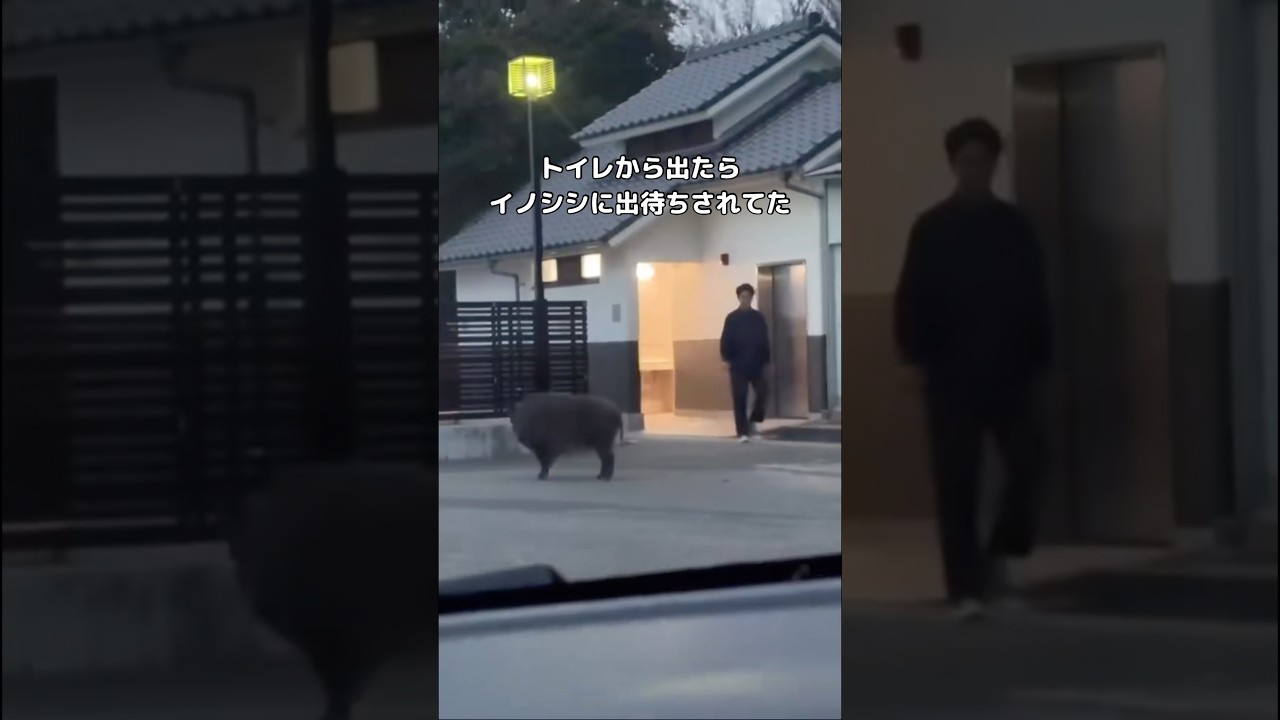 トイレから出たら野生のイノシシに出待ちされてたw #イノシシ #猪 #shorts