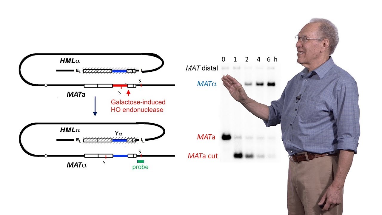 James Haber (Brandeis) 2: Molecular Mechanisms of Repairing a Broken Chromosome