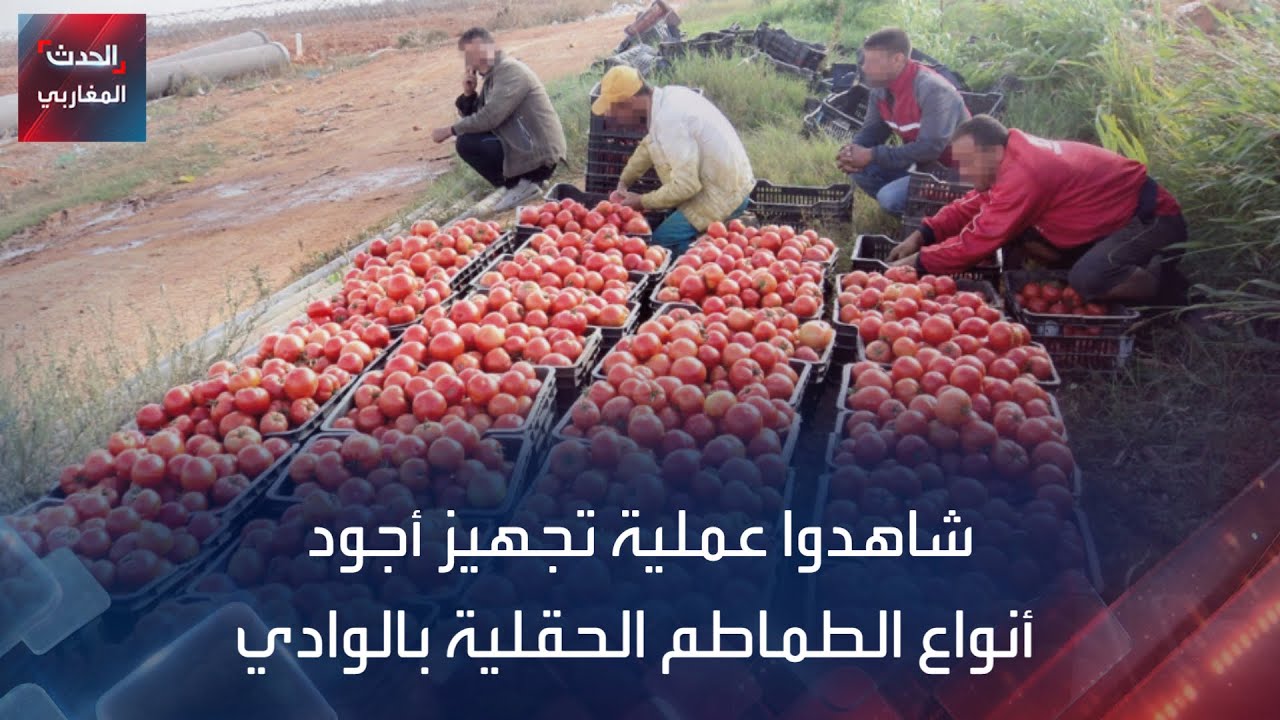 شاهدوا عملية تجهيز أجود أنواع الطماطم الحقلية بالوادي