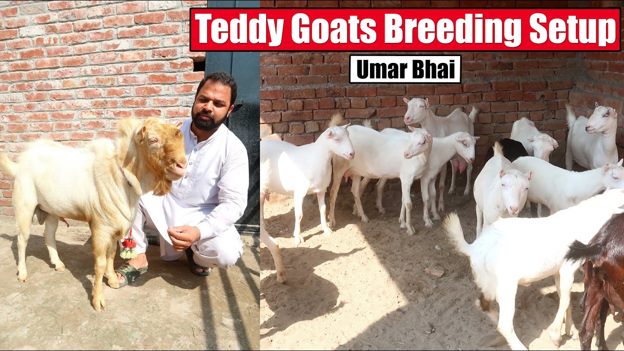 Teddy Goats Breeding Setup Of Umar Bhai Hafizabad 2024 | Bakra Mandi