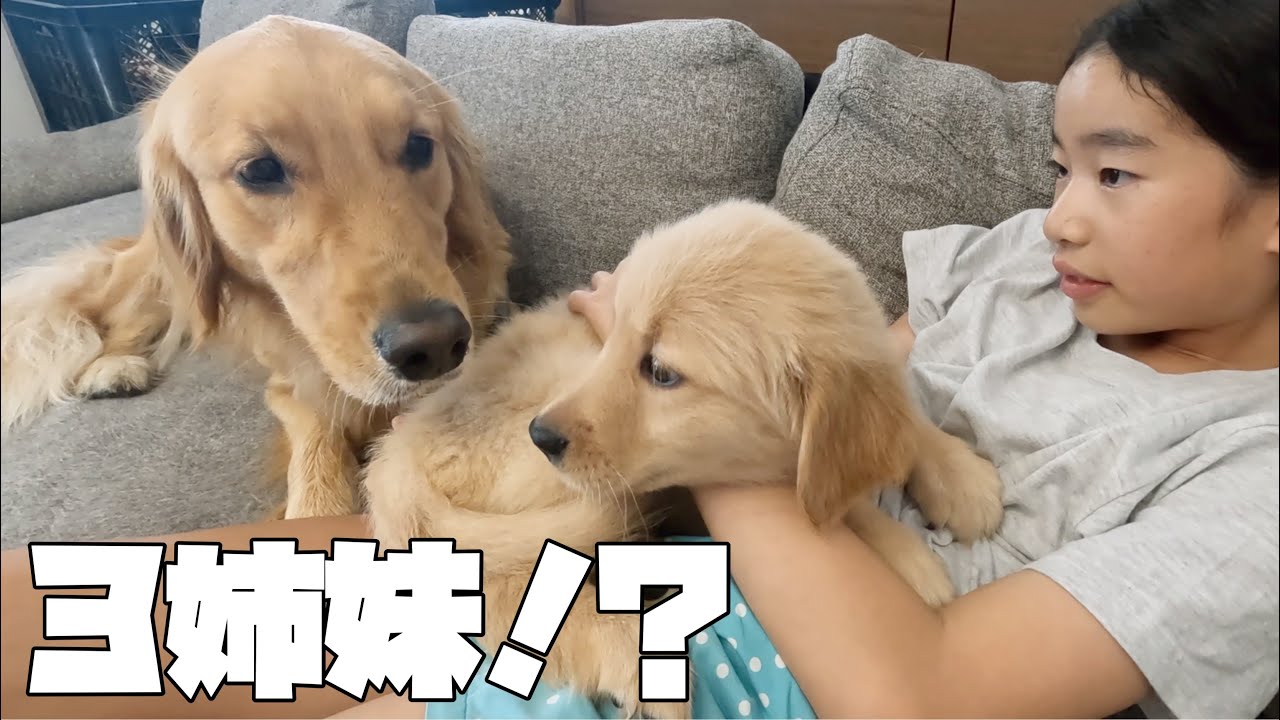 【ゴールデンレトリバー】生後2ヶ月の新しい家族をお迎えします♪