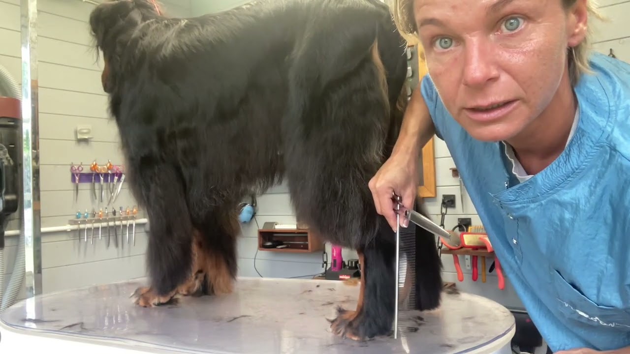 Gordon Setter Grooming - trimming the feathers ( tail, hock, underside, forechest and front leg )