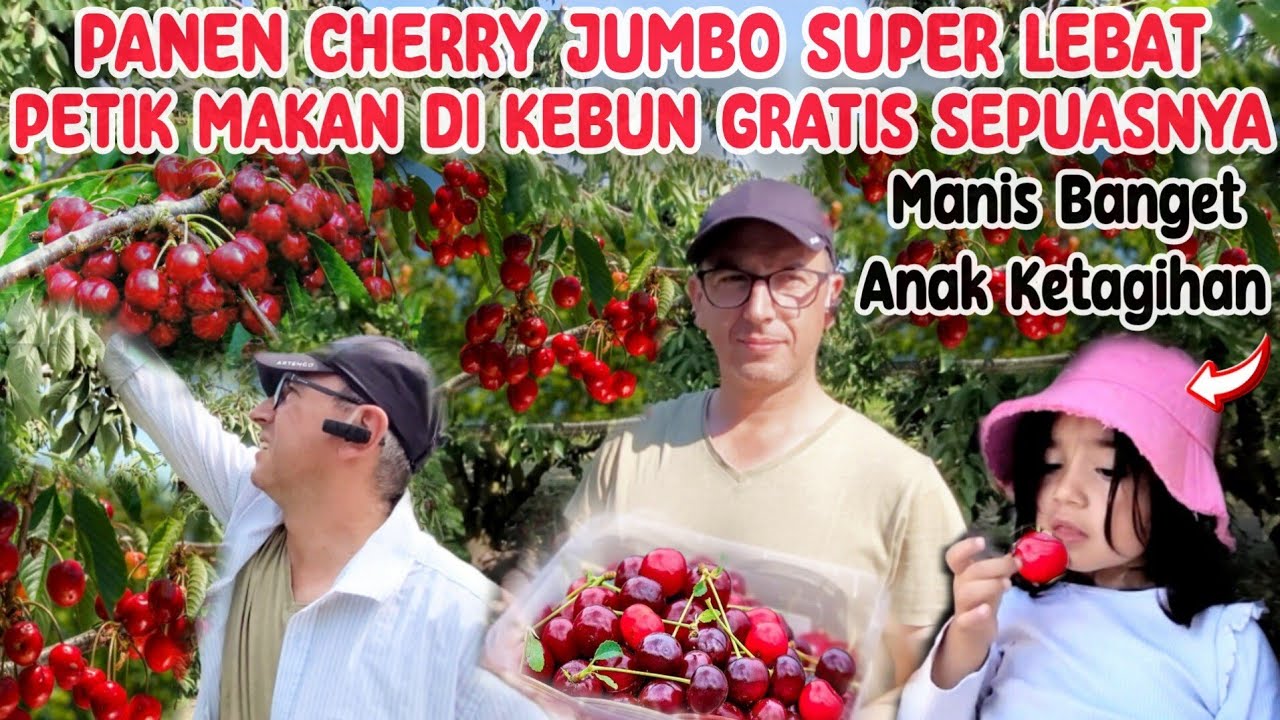PANEN BUAH CHERRY JUMBO SUPER LEBAT RASANYA MANIS BANGET BIKIN NAGIH MAKAN SEPUASNYA GRATIS HUNGARIA