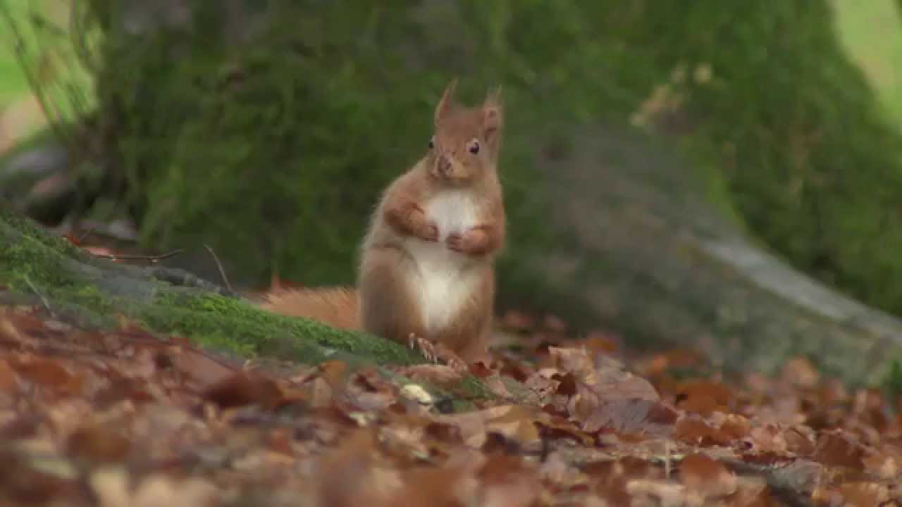 Red Squirrels, National Trust Allan Bank, Grasmere