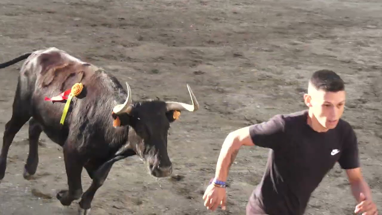 El rincon taurino del Galo - Lliria - 9 de octubre de 2023 - Espectacular dia grande de cerriles!