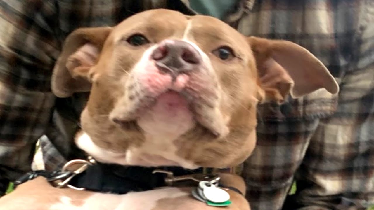 Unwanted dog is so gentle with new family