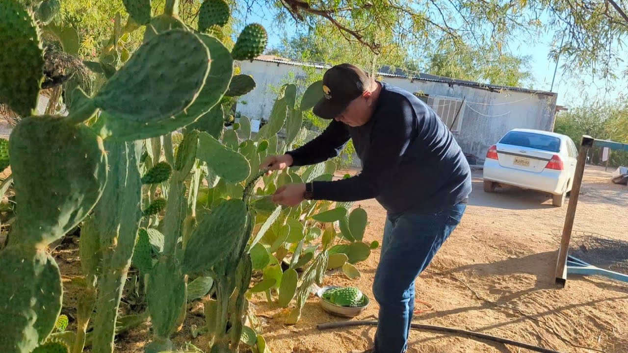 NOPALES CON CHILE COLORADO una delicia del rancho || gastronomía sonorense
