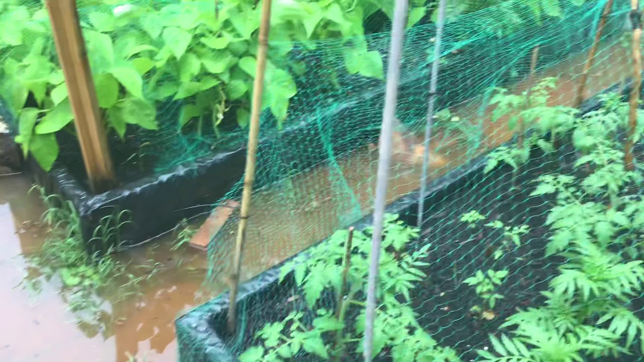 Raised Beds Flooded Garden Area how I shoved problem