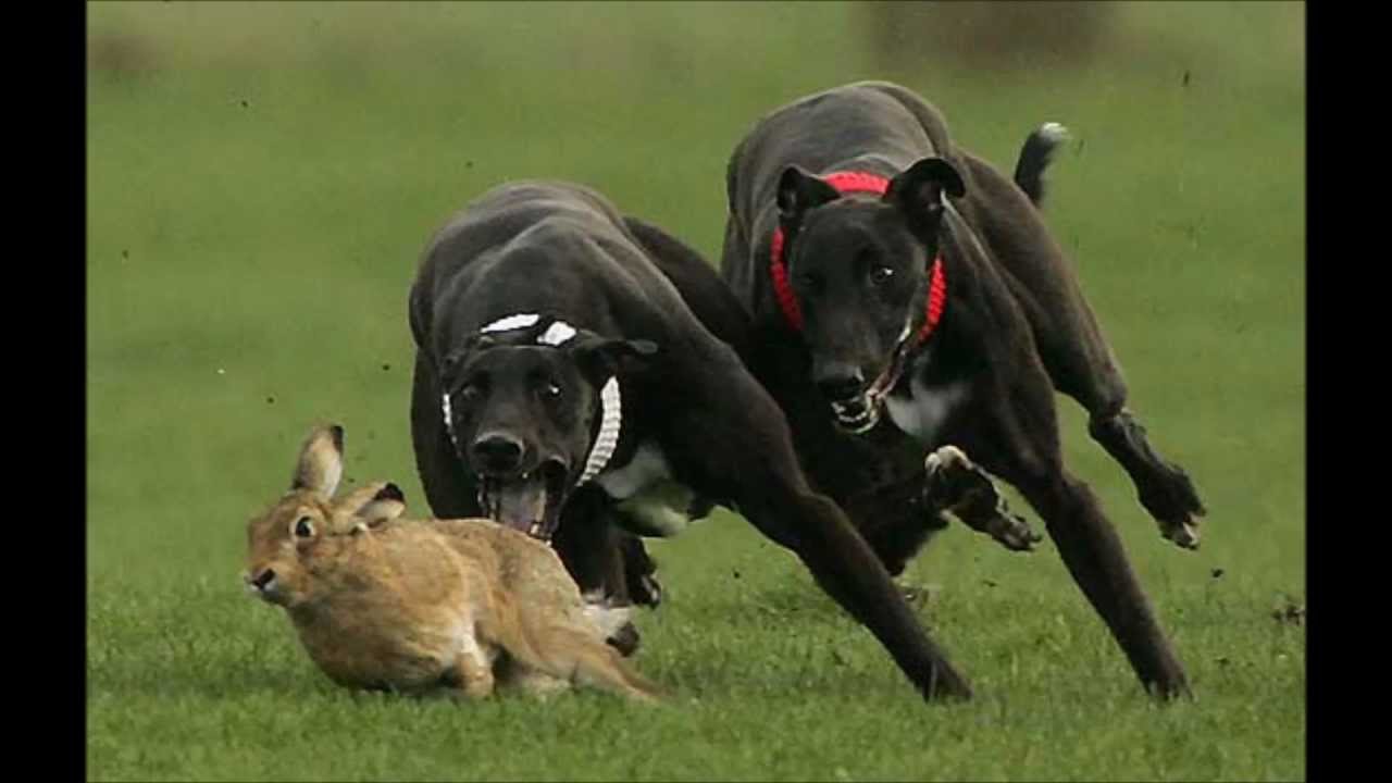 pasi&oacute;n por los galgos.el  pampa  cruz